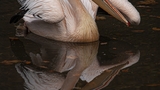 Jak se chytá pelikán